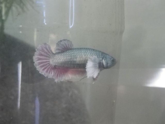 Repro betta splenden  28.453