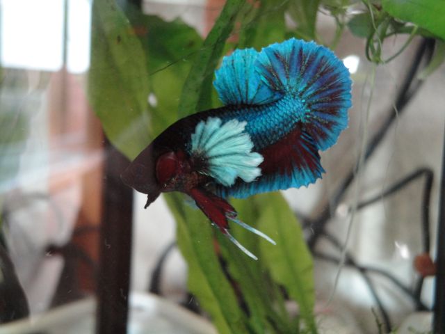 Repro betta splenden  28.456