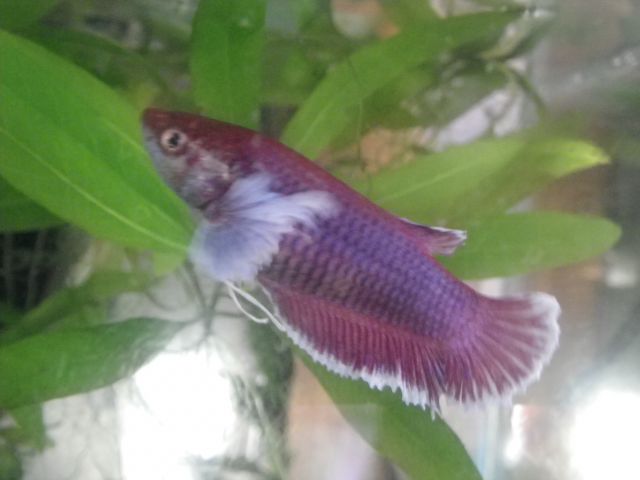 Repro betta splenden  28.460