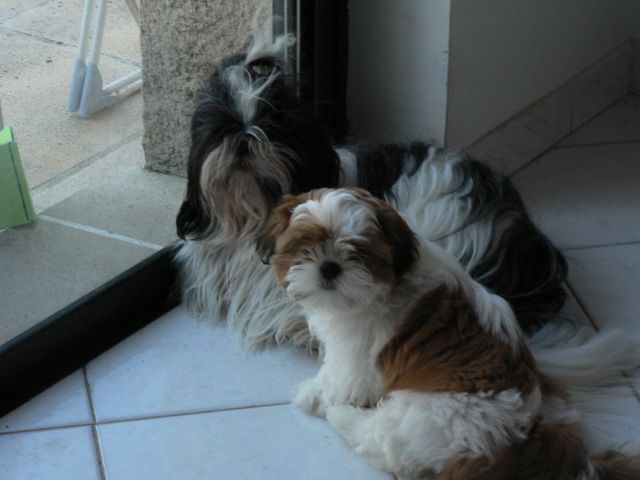 Chiots shihtzu, ils sont nés !!! - Page 28 02.366