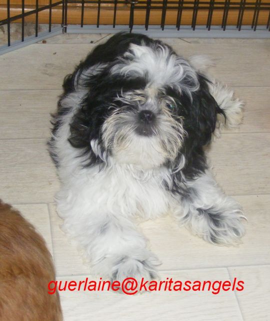 Chiots shihtzu, ils sont nés !!! - Page 28 05.105