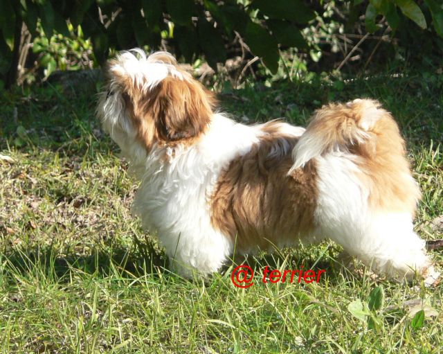 Chiots shihtzu, ils sont nés !!! - Page 29 14.166