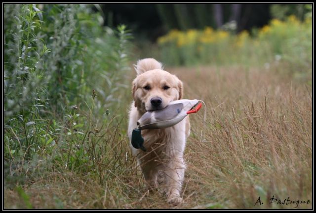 golden - Des chiots Golden pour bientot ! 30.91