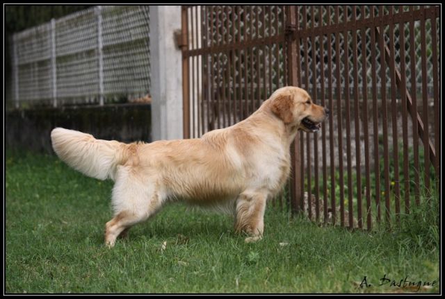 golden - Des chiots Golden pour bientot ! 30.93