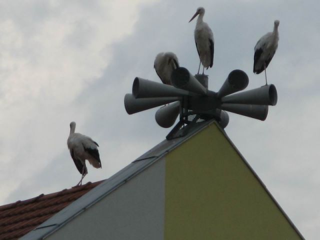 Exclusif! l'escadrille des cigognes se pose à Besançon... 25.28