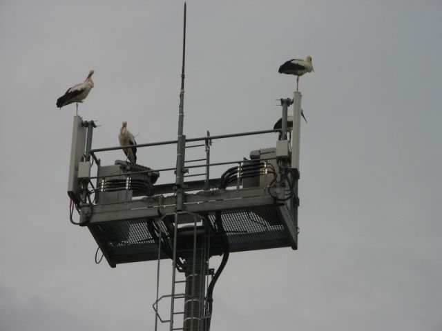 Exclusif! l'escadrille des cigognes se pose à Besançon... 25.31