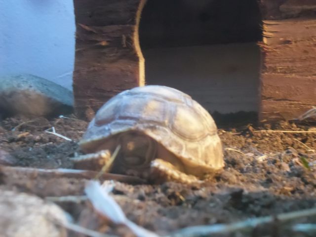 ma sulcata et mon terrarium  13.153