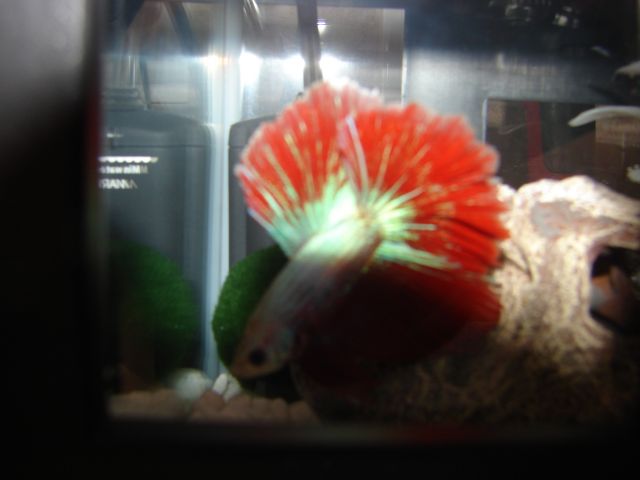 Betta malade 01.5