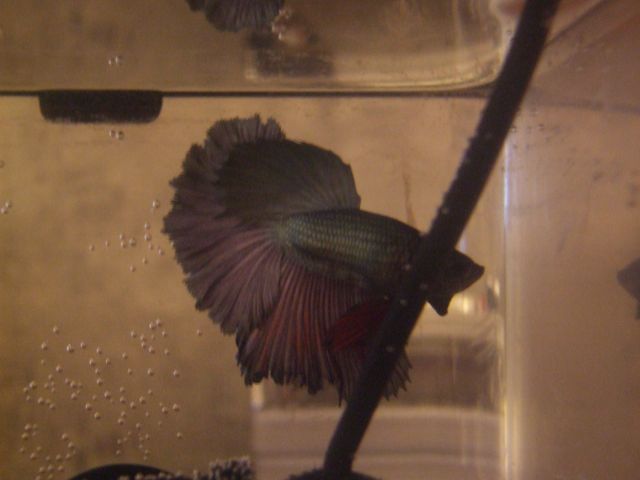 Mon nouveau betta 23.131