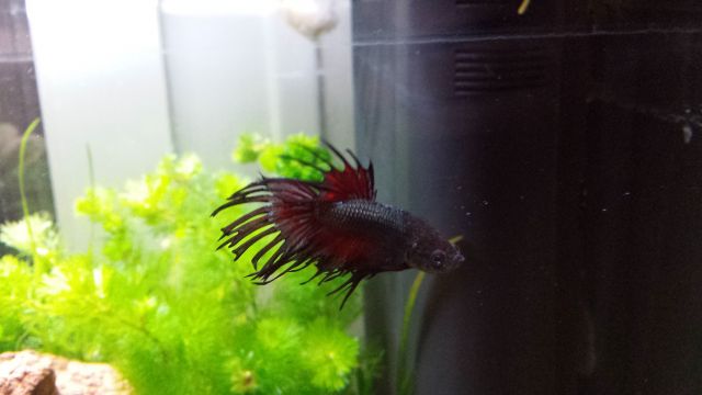 54 L Betta black orchid crowntail + Red Cherry // VIDEO - Page 2 24.47