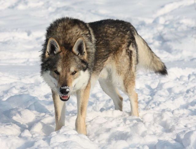 Quel est votre plus beau chien ? - Page 4 15.6