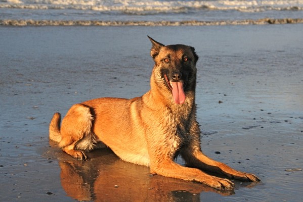 Quel est votre plus beau chien ? - Page 4 15.7