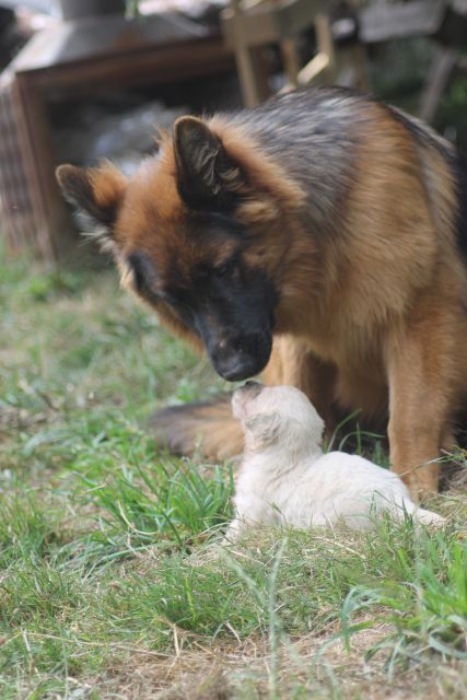 Chou et Titi 26.105