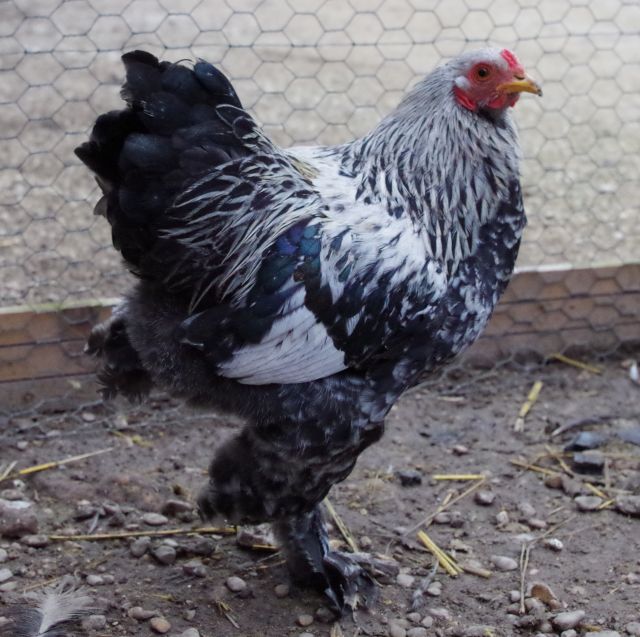 Vend jeune coq Brahma herminé noir  pure race 02.8