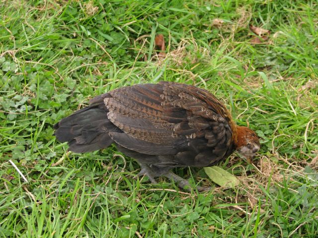 Poussins de poule Naine Allemande  10.11