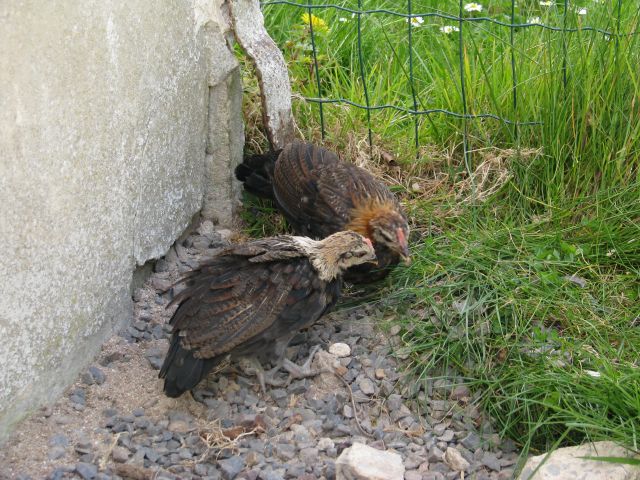 Poussins de poule Naine Allemande  10.9