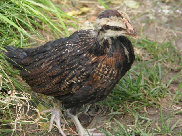 Poussins de poule Naine Allemande  - Page 2 19.5