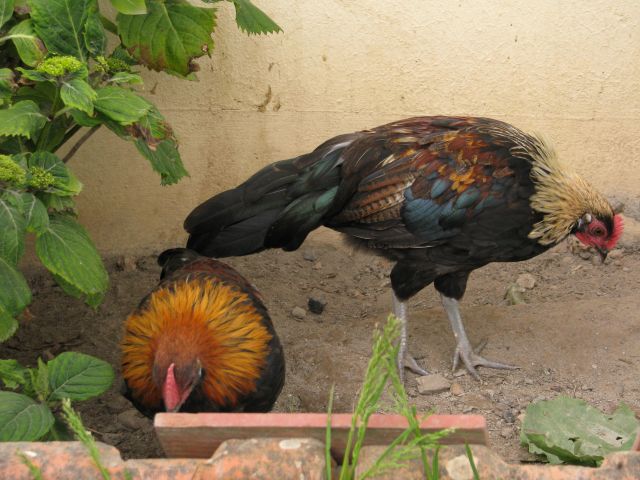 Poussins de poule Naine Allemande  - Page 2 06.21