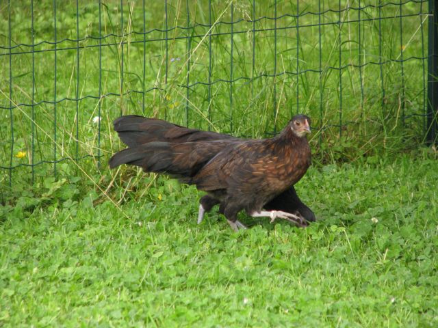 Poussins de poule Naine Allemande  - Page 2 30.15