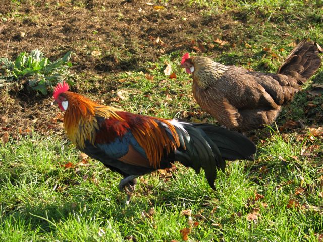 Poussins de poule Naine Allemande  - Page 2 17.2