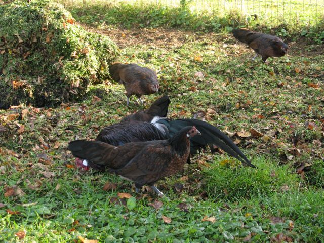 Poussins de poule Naine Allemande  - Page 2 17.3