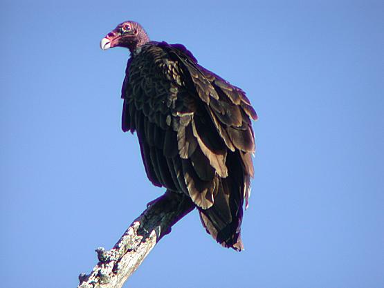 L'ABC des animaux  Turkeyvulture