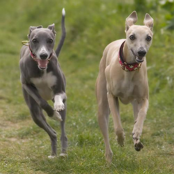 Razas de perros Perros-whippet