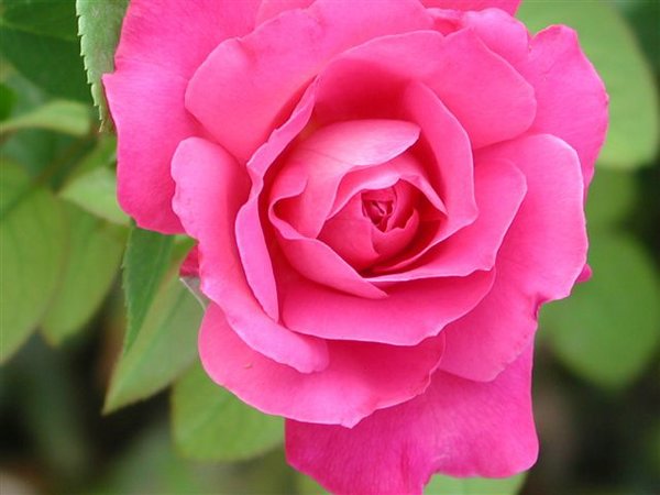 BUSQUEMOS HERMOSAS FLORES - Página 35 Rosas%20(01)