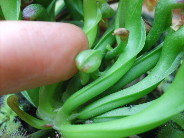 Darlingtonia californica (Cobra lily) Opt1247371759a