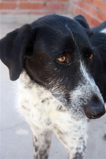 ROBERT - cruce de setter de 3 años - Madrid 06be95d1