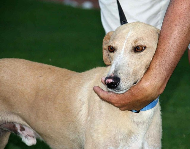 galgo - RISI, Galgo abandonado. Adoptalo. 12985a41