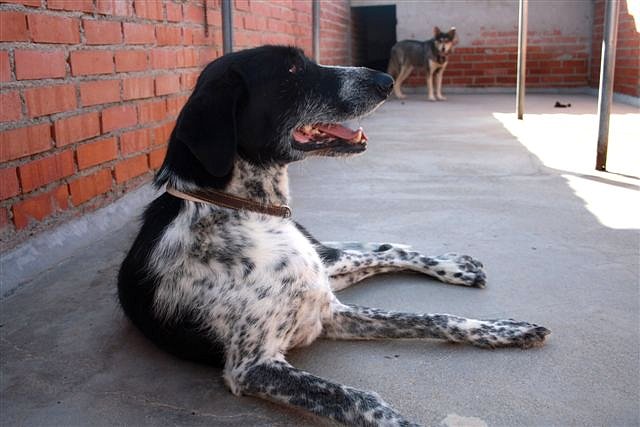 ROBERT - cruce de setter de 3 años - Madrid 1f1298b9