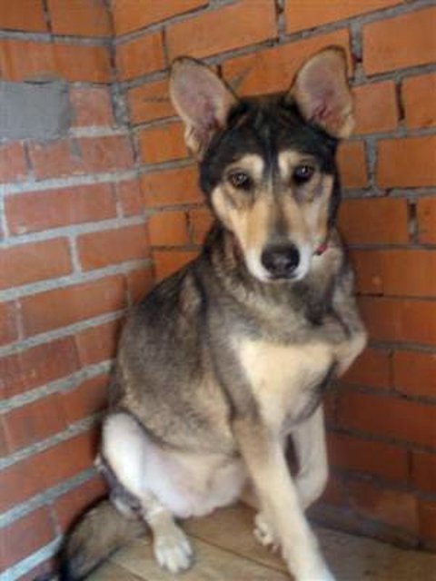 *KATIA (2008 aprox.) -  mestiza mediana en adopcion. Es muy miedosa. - Madrid apap alcala (Solo en adopcion para la comunidad de Madrid) (PE) 462309b7