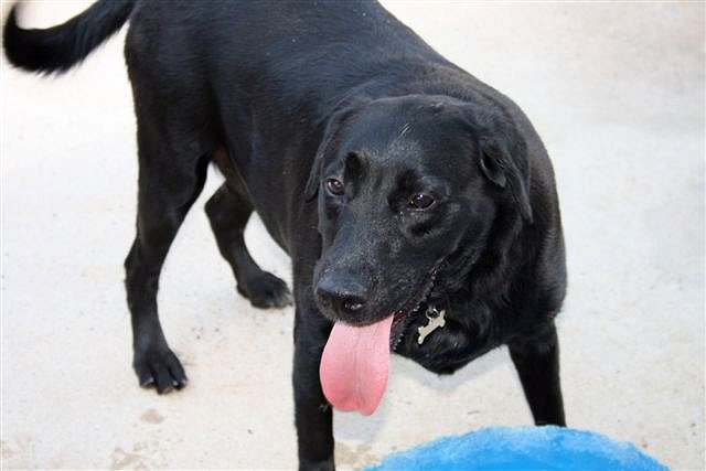 NEGRITA - cruce de labrador de 5 años - Madrid 6cfa7c21