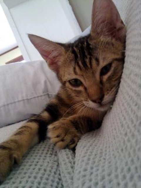 MAHOU - gatito común de 2 meses - Madrid 756b48af