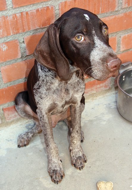 KENJI - cachorro mediano de unos 3 meses - Madrid 7c1037f8