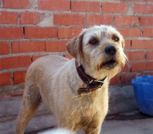 *TROILO (2005) - mestizo mediano en adopcion- Madrid - APAP Alcalá (Solo en adopcion en la comunidad de Madrid) (PE) 8c5957b2