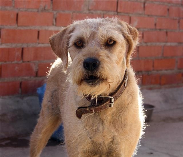 *TROILO (2005) - mestizo mediano en adopcion- Madrid - APAP Alcalá (Solo en adopcion en la comunidad de Madrid) (PE) 9861aa36