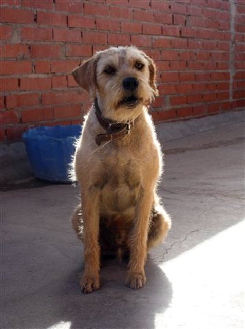 *TROILO (2005) - mestizo mediano en adopcion- Madrid - APAP Alcalá (Solo en adopcion en la comunidad de Madrid) (PE) A6ab39ba