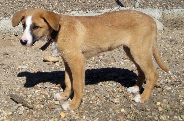 BRENDA - cachorra mestiza mediana de 3 meses - Madrid C23c7f75