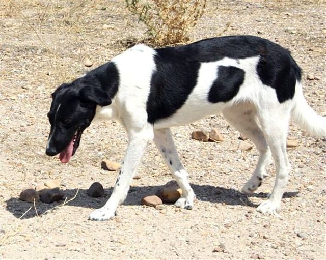 *KIVA (2009), mestiza mediana en adopción en Madrid. Es miedosa, necesita un adoptante que la ayude a confiar. APAP ALCALA (Solo en adopcion en la comunidad de Madrid) (PE) C63497e1