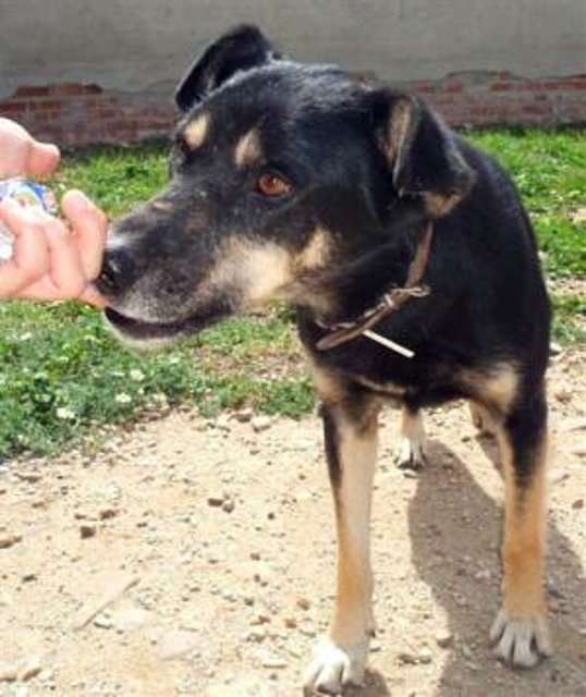 *CHINCHÓN (2008) - mestizo mediano en adopcion. Es positivo en leishmania. - Madrid apap alcala (Solo en adopcion para la comunidad de Madrid) (PE) Cc96633e