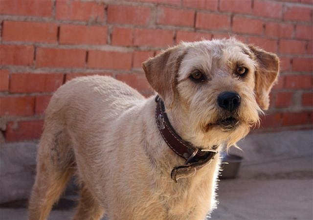 *TROILO (2005) - mestizo mediano en adopcion- Madrid - APAP Alcalá (Solo en adopcion en la comunidad de Madrid) (PE) D0651a35