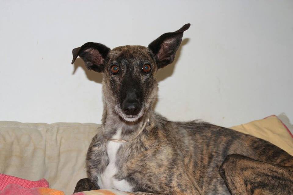 Galga/Podenca Hembra Adulta. REV 19/7/2014 2A5812BF3F32577CC08839577CBF93