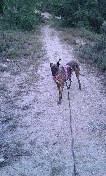 Galga/Podenca Hembra Adulta. REV 19/7/2014 2A5812BF3F33577CC08939577CBF93