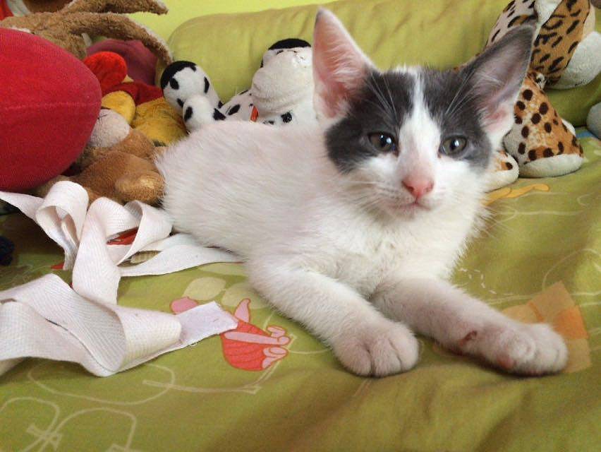 ROCKY EN ADOPCION Nac. 31/3/16 Negativo FELV/FIV 2D57E3772C33574D782233574D7780