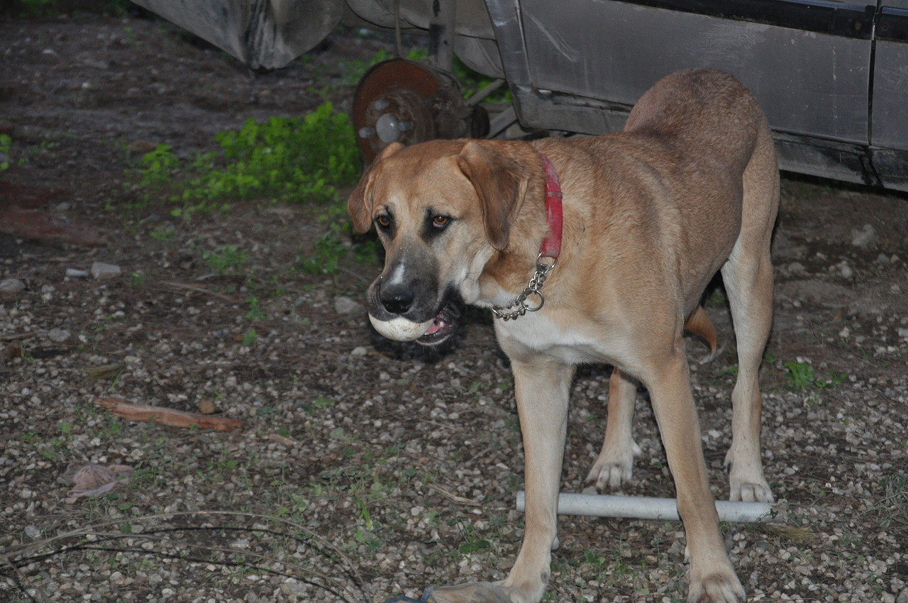 mastin - *(Se queda en su casa de acogida) Basi (2012 aprox.), hembra cruce de mastin en adopcion, esta en acogida. Murcia (PE) 2D512237252B50A345942C50A344C6