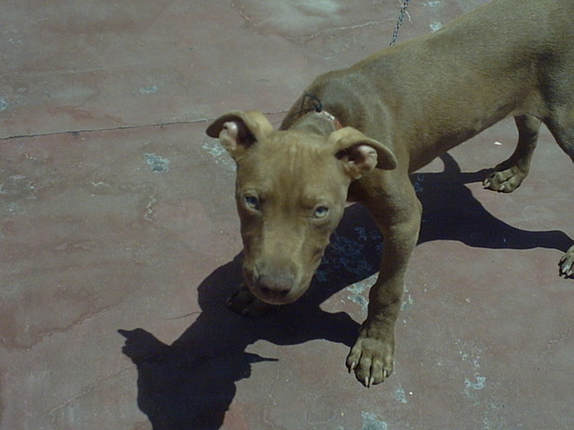 Moro y su colega Tayson 2C4F7E90F4294EFFA7F6264EFFA7F3