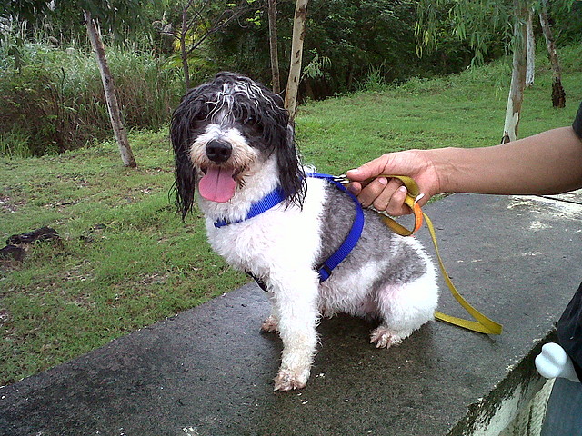 BAMBINO Y ABBY DE ERIKA - Página 15 304F2EBE8A334EB9C6C72D4EB9C655