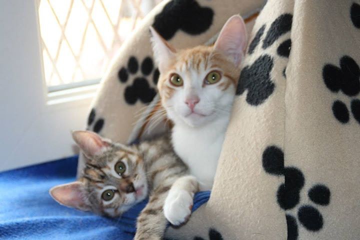 madrid - *Sandokan (macho, Septiembre 2014) y Vera (hembra, Febrero 2015), gatitos que buscan adopción conjunta, sólo en la comunidad de Madrid (Vera tiene hipoplasia cerebelar, pero hace vida normal) (PE) 2B56BFF21C2E5629F27F315629F270